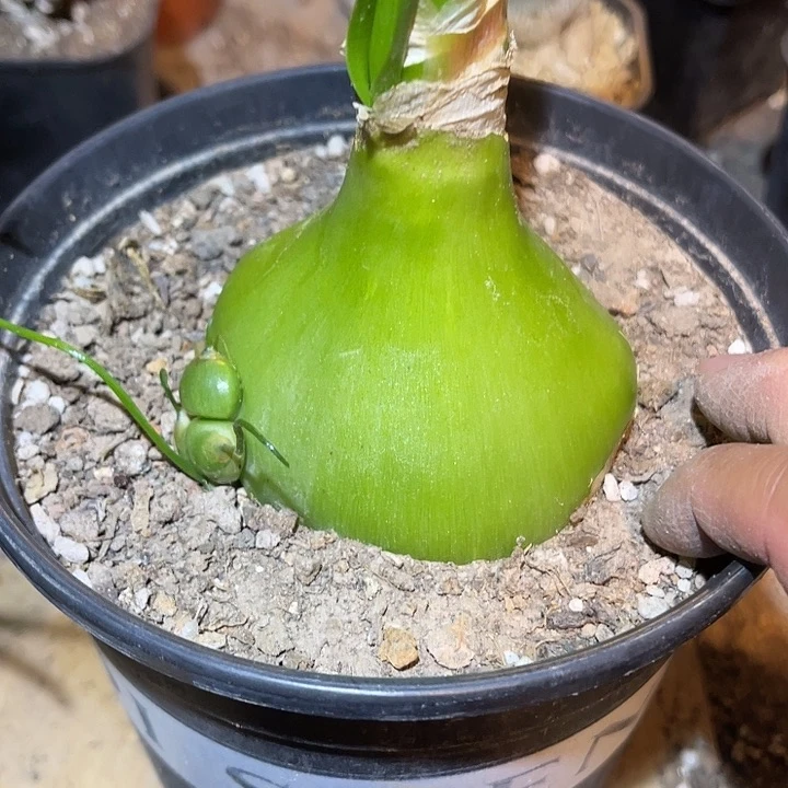 满38包邮2天凑单，脱土晾根发货多肉植物