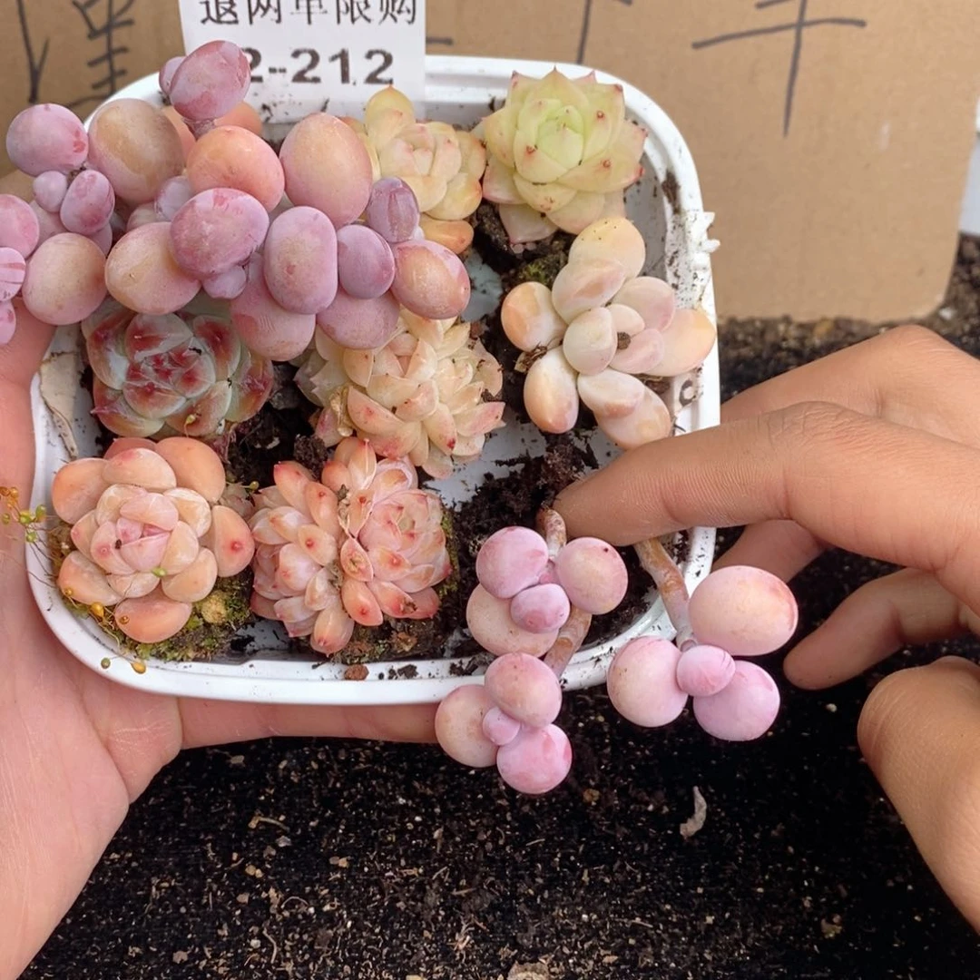 2-212 新疆西藏内蒙不发其他一单包邮两到三公分多肉