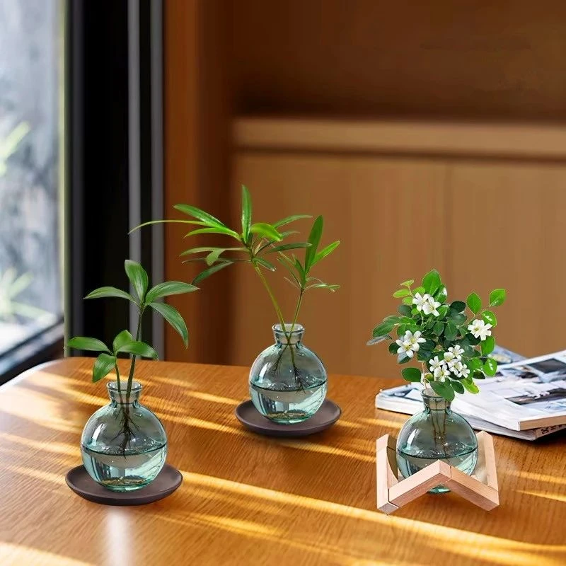 发财树小盆栽竹柏绿萝水培植物室内客厅桌面绿植办公室四季招财树
