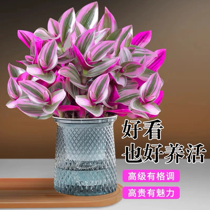 油画 多肉植物3颗裸根  发货以直播间为准