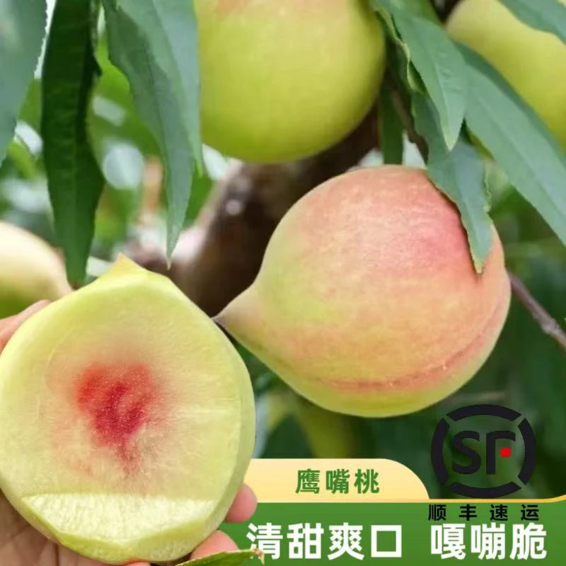 【顺丰直发】悦湾农家现摘脆蜜桃毛桃鹰嘴桃当季鲜果