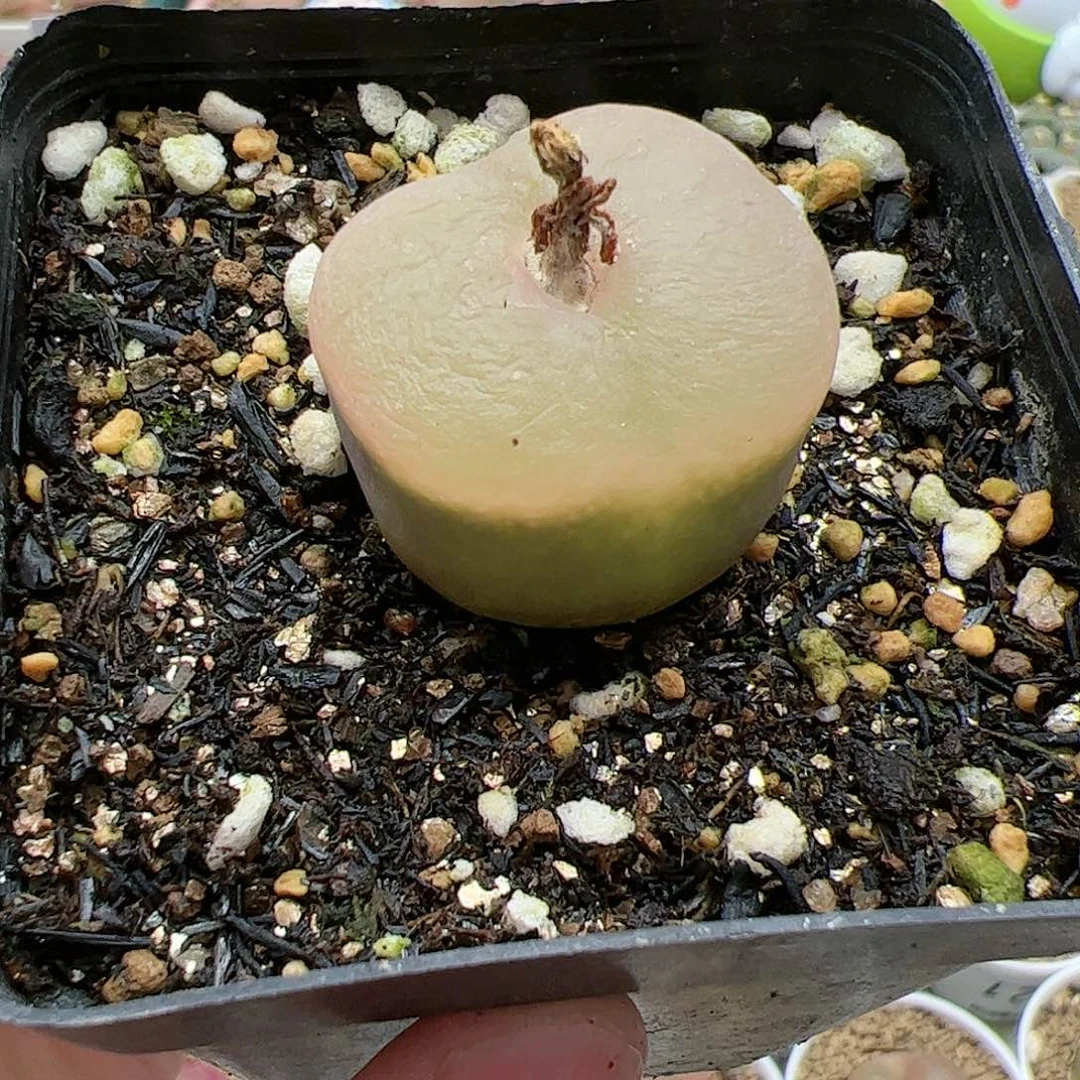【闪购商品】181 超毛
