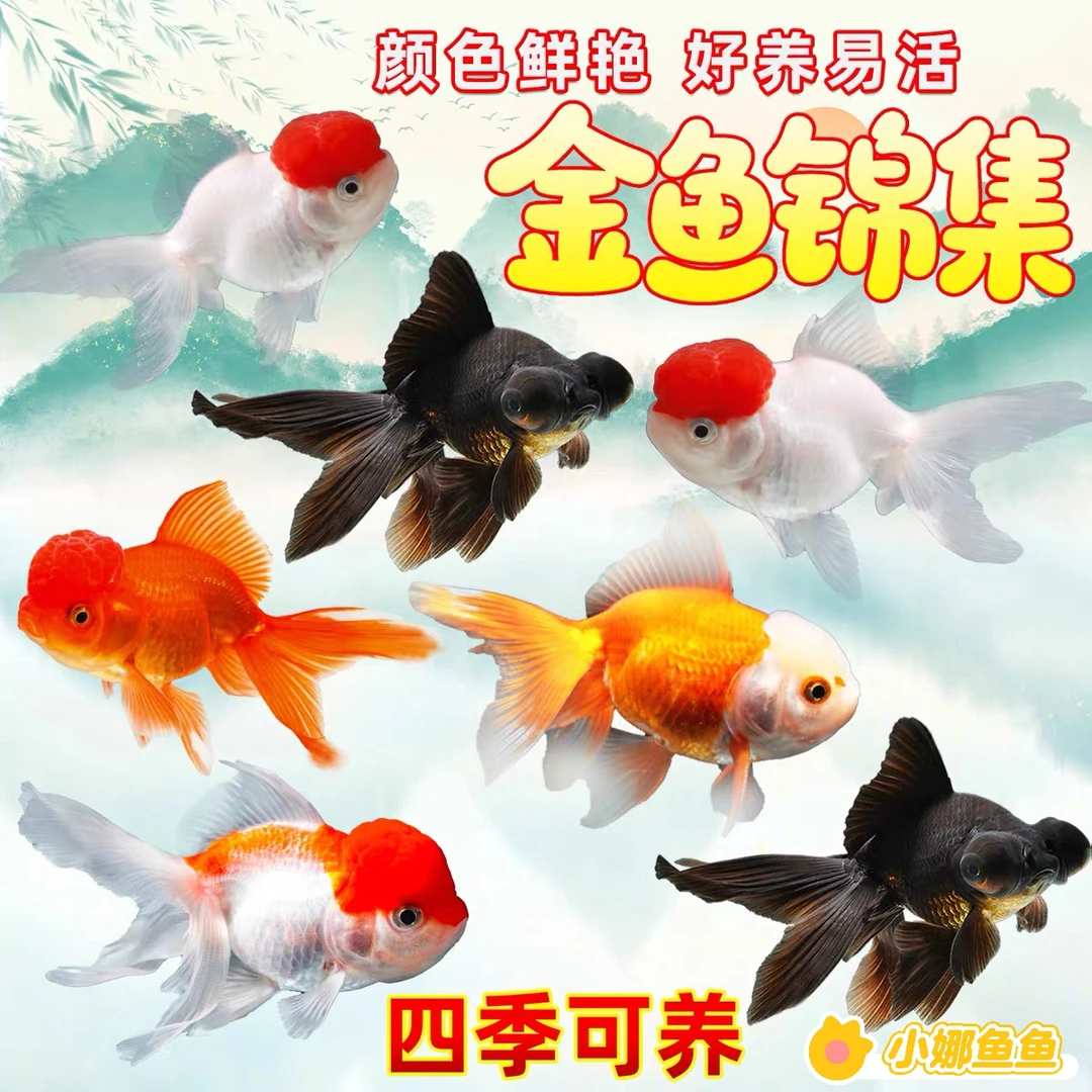 【超大金鱼】5条 大尺寸 好养耐活 冷水观赏鱼 品种混搭 8-10公分
