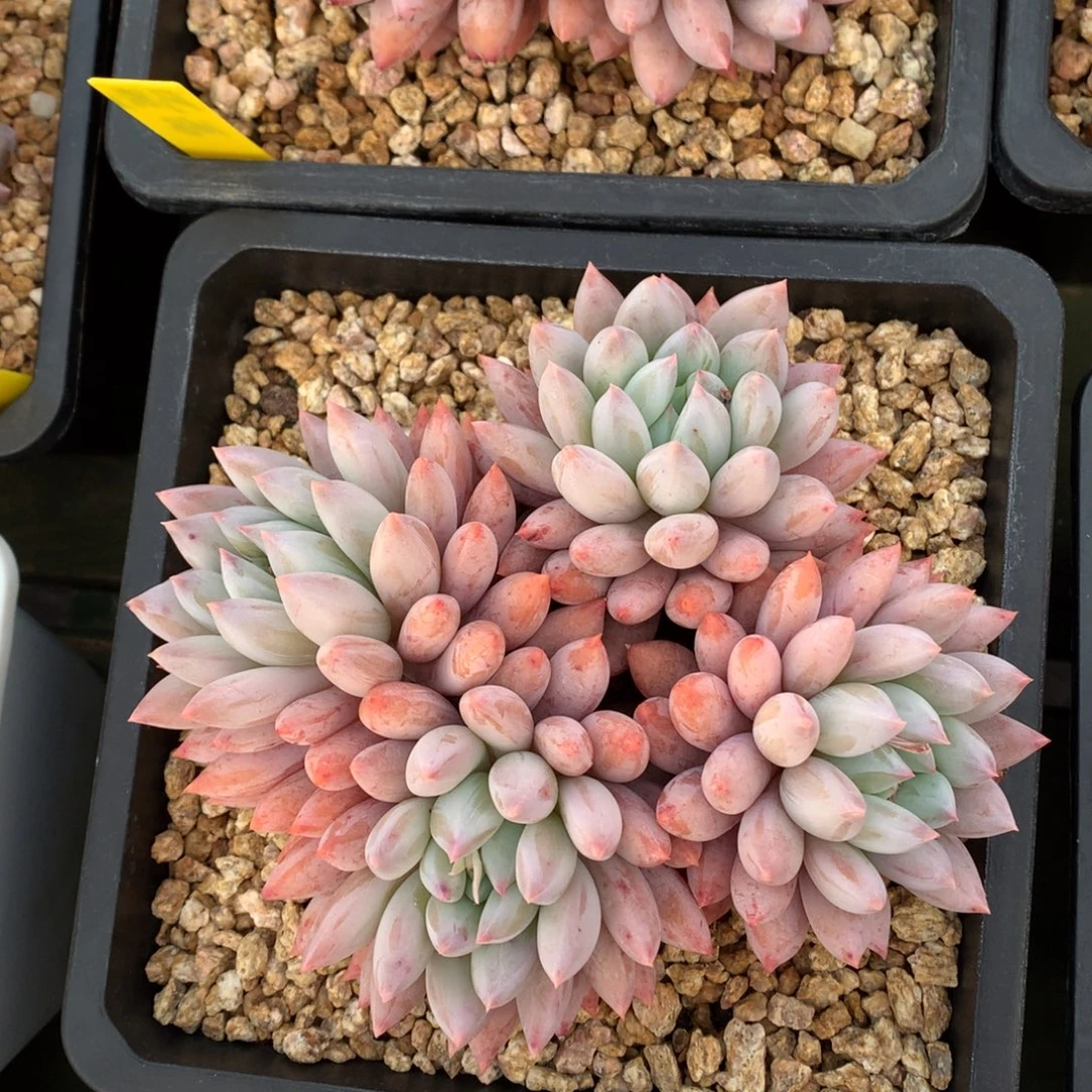 所罗门 多头 一颗