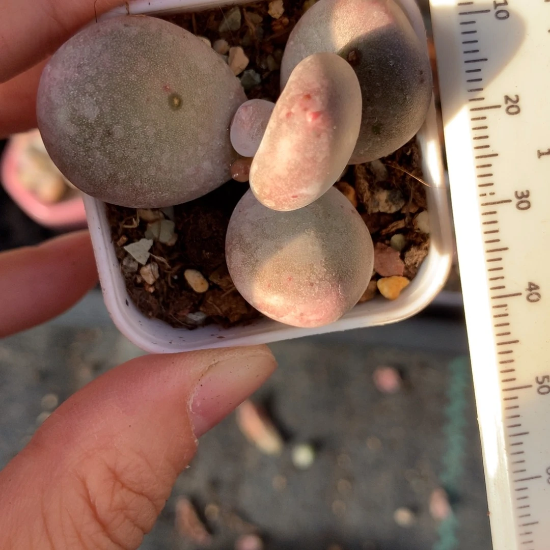 大叶奶大叶奶大叶奶