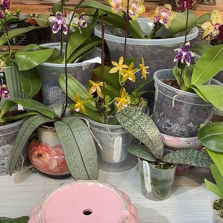 玉***头大部分开放少量花苞凑券