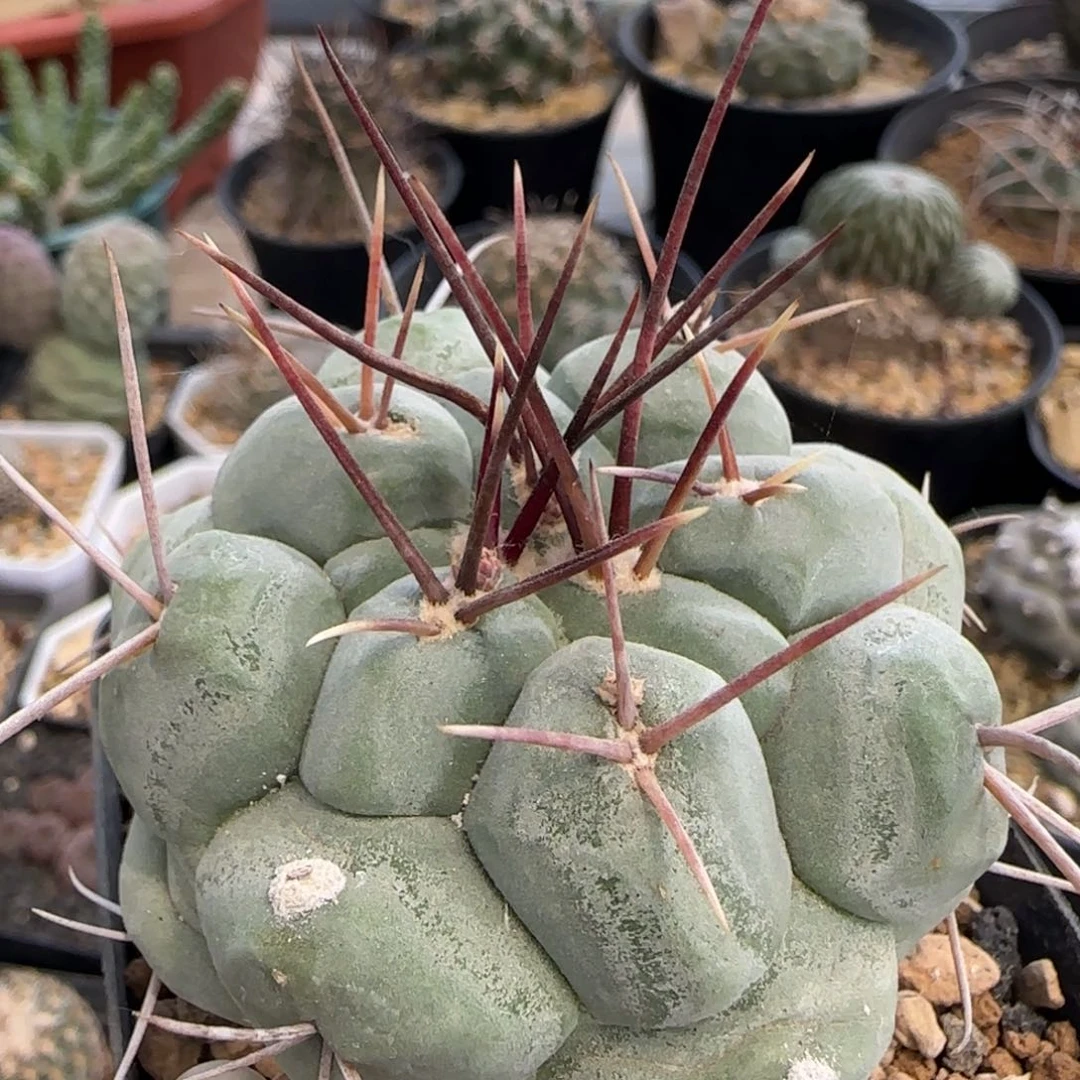 5.8厘米白肌天晃多肉实生