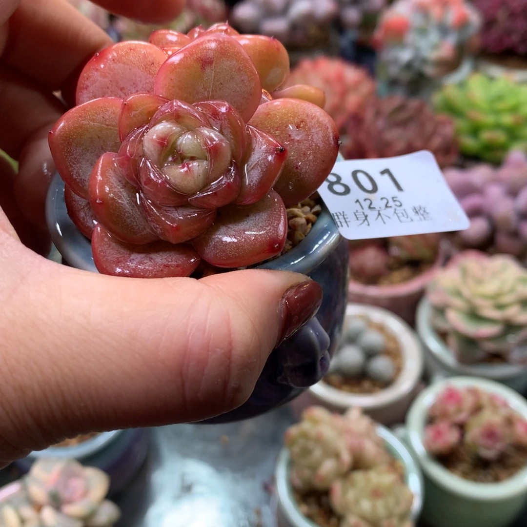 精控拇指盆12.25801