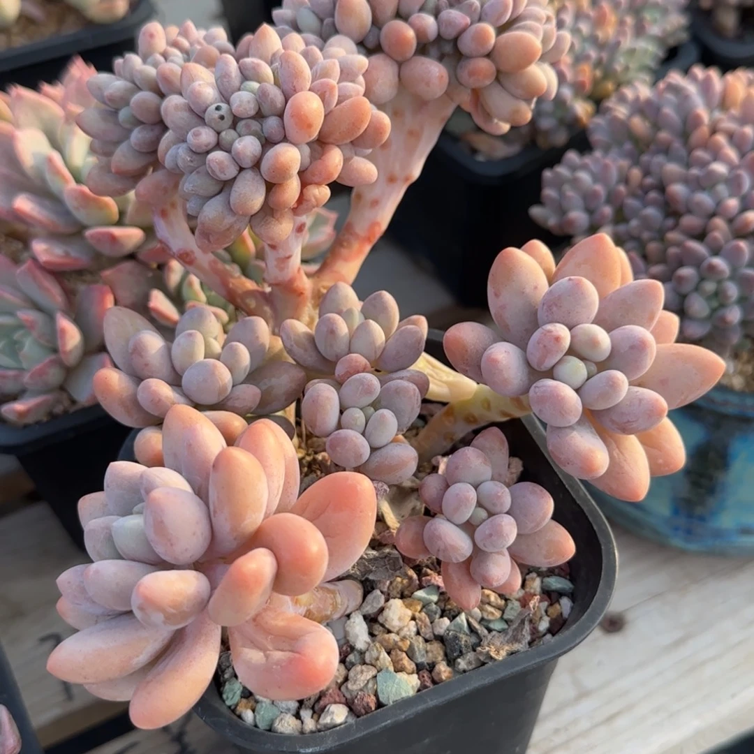 粉恋缀化五十包邮老桩