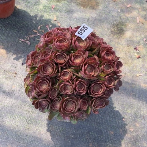 c***?555沙拉碗朵朵多肉，