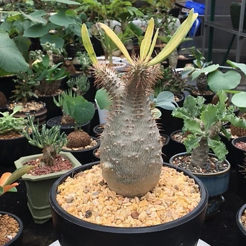 园艺象牙宫 一物一拍