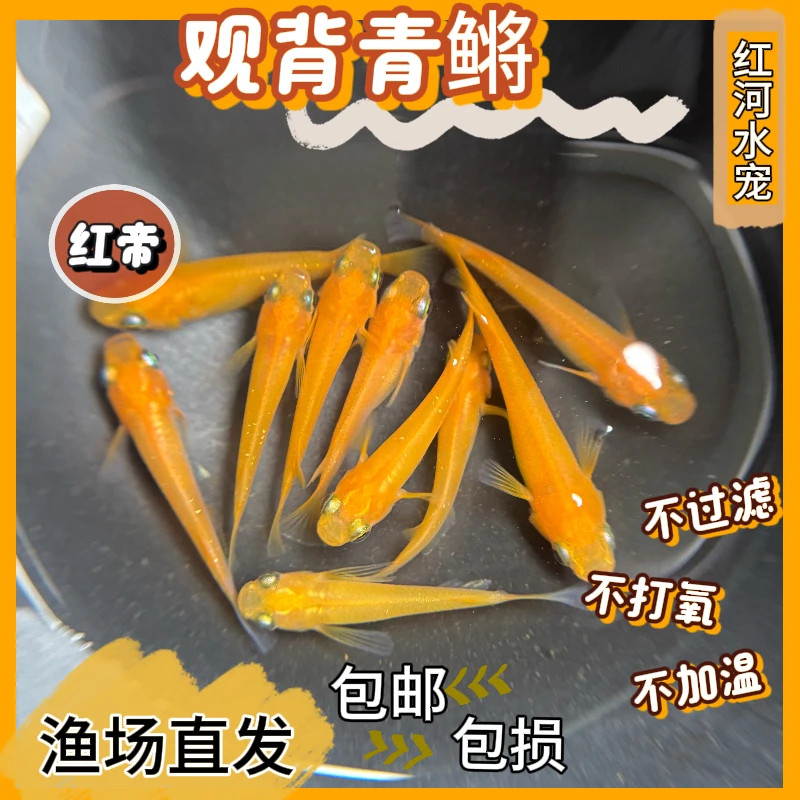 红帝观背青鳉鱼小型冷水迷你观赏鱼包邮包损新手鱼不打氧