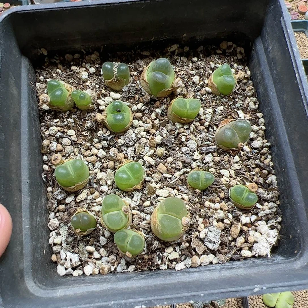 【闪购商品】129 毛x奶瓶