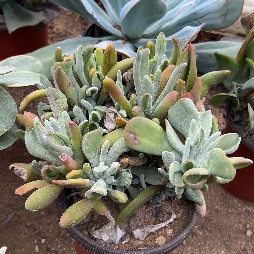 多肉植物火狐狸群