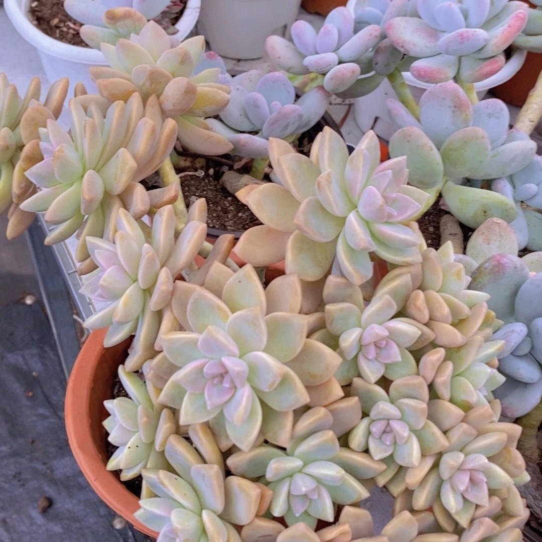 淡雪缀整板子缀大盆群生