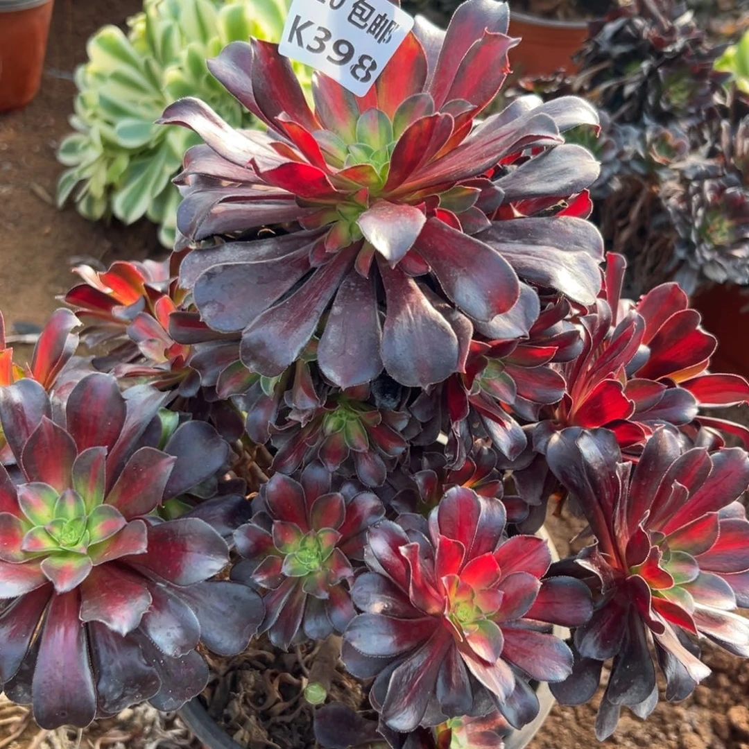 398夕阳，处理，多肉法师