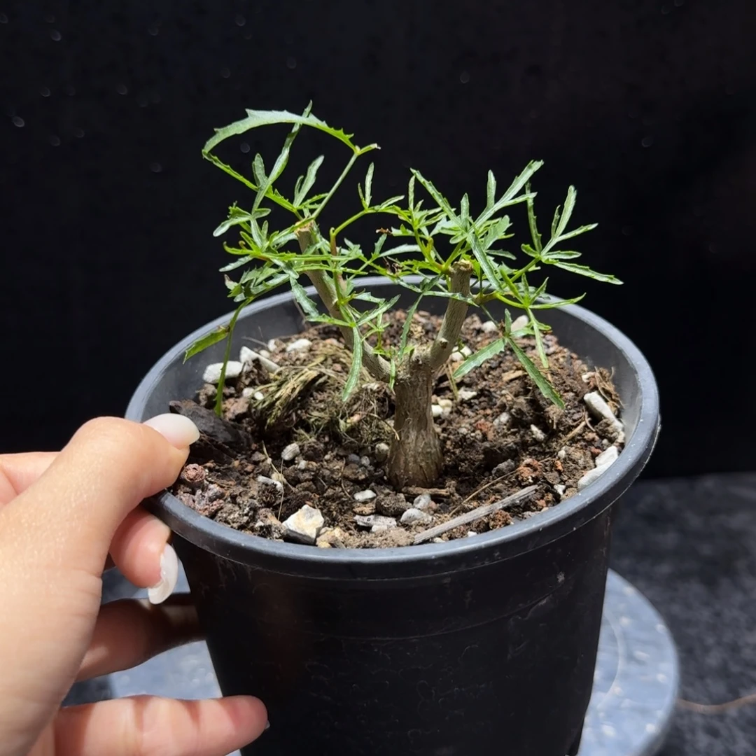 飞羽没药带盆土哈