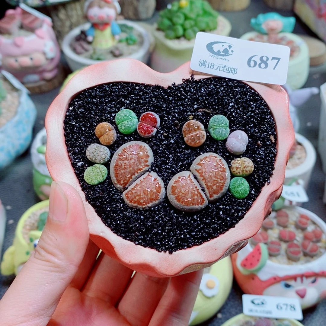 生石花花花花花花花花687