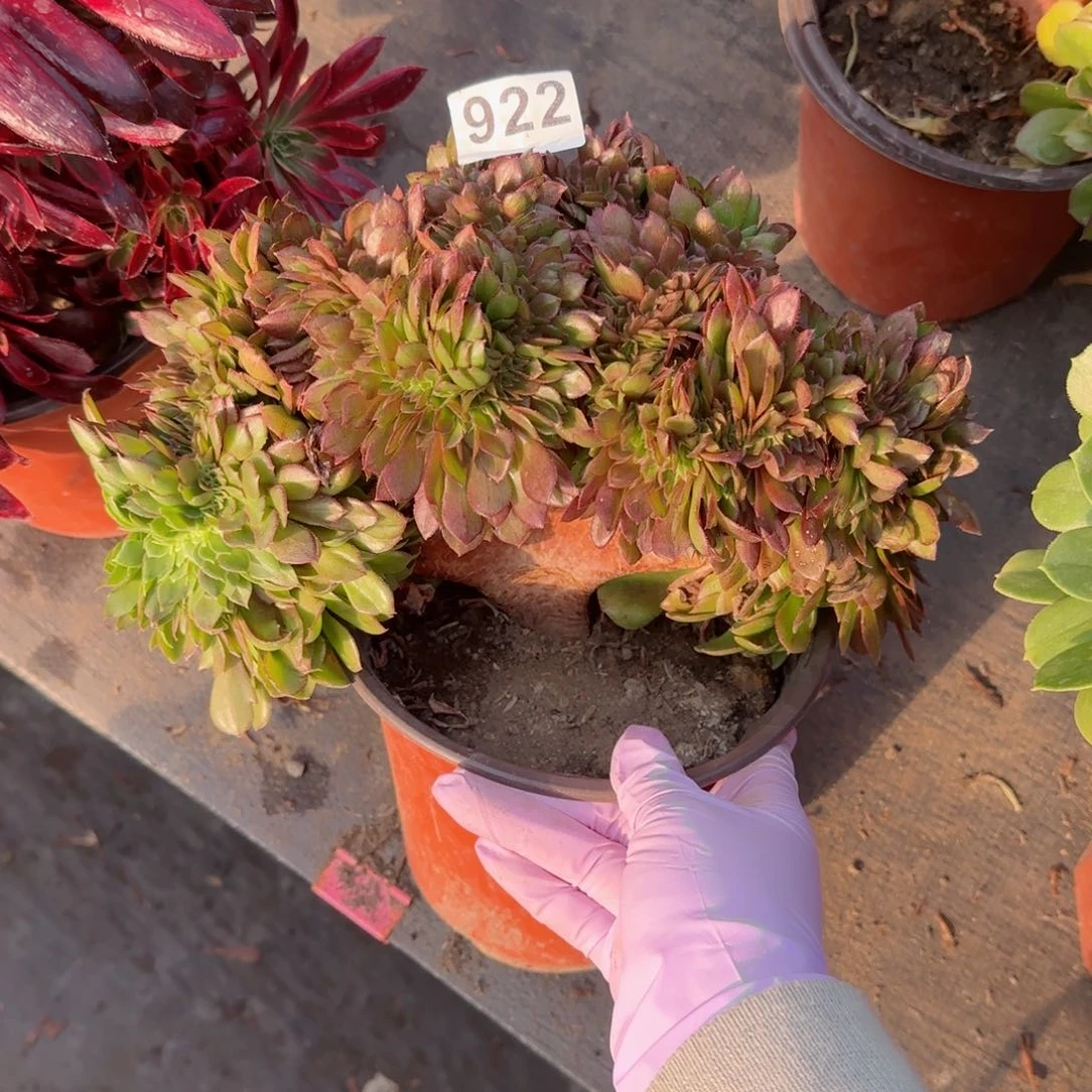 6*8922多肉植物万缀