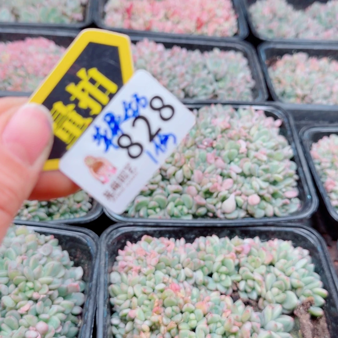 多肉植物多肉植物