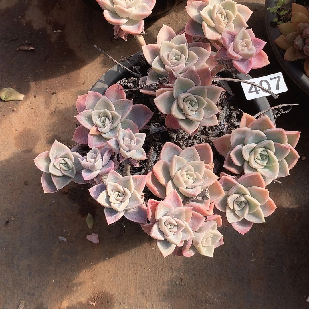 407哈利一物一拍多肉