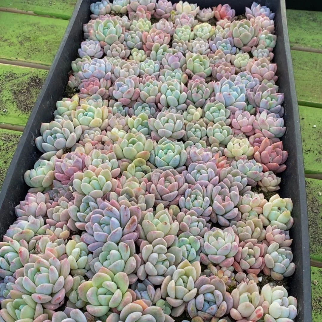 114多肉植物保护研究所所长的生活