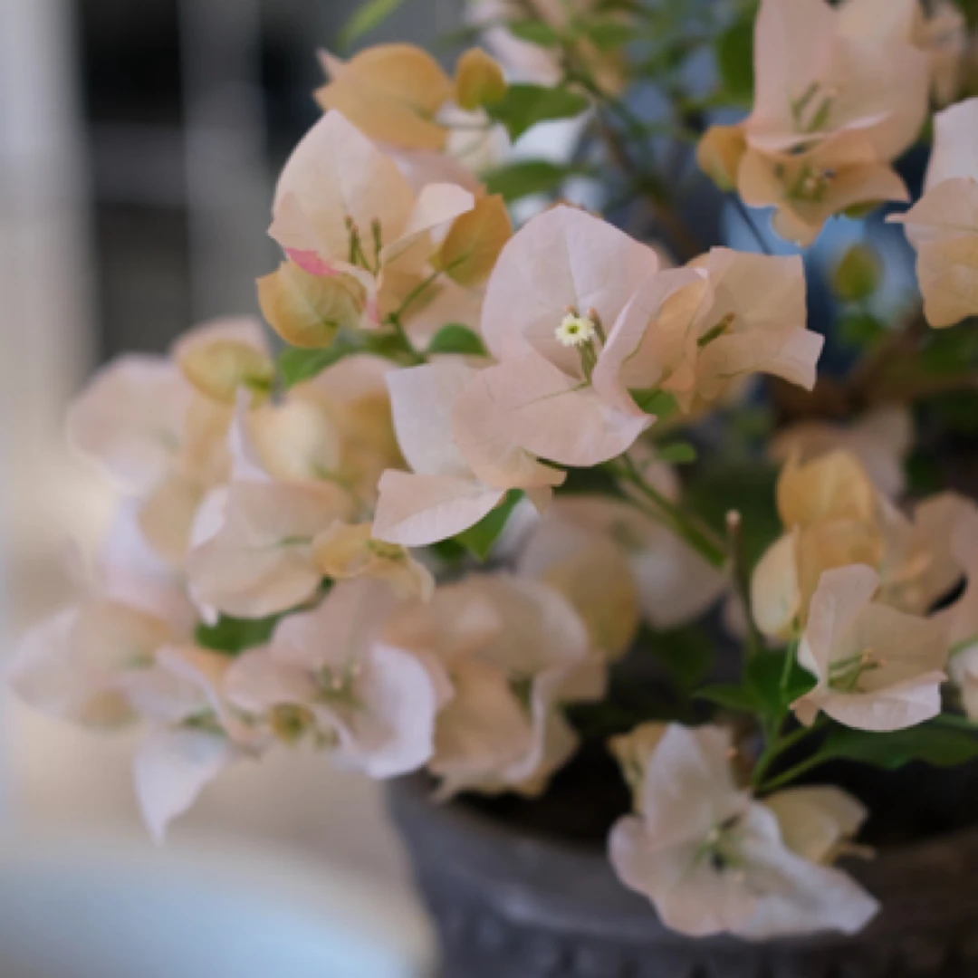 森朴【阿达的喜悦】四季勤花原生扦插袋苗（不包售后）