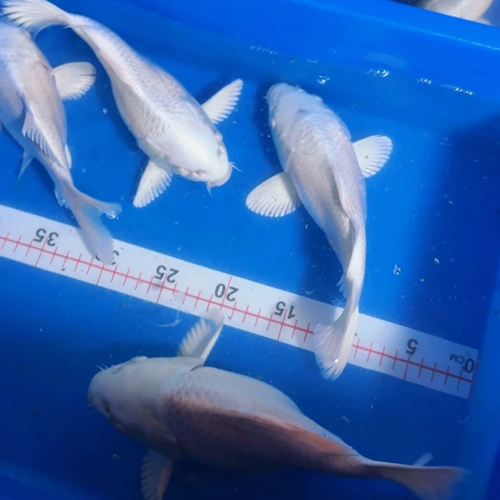 蝴蝶鲤鱼蝴蝶鲤返祖