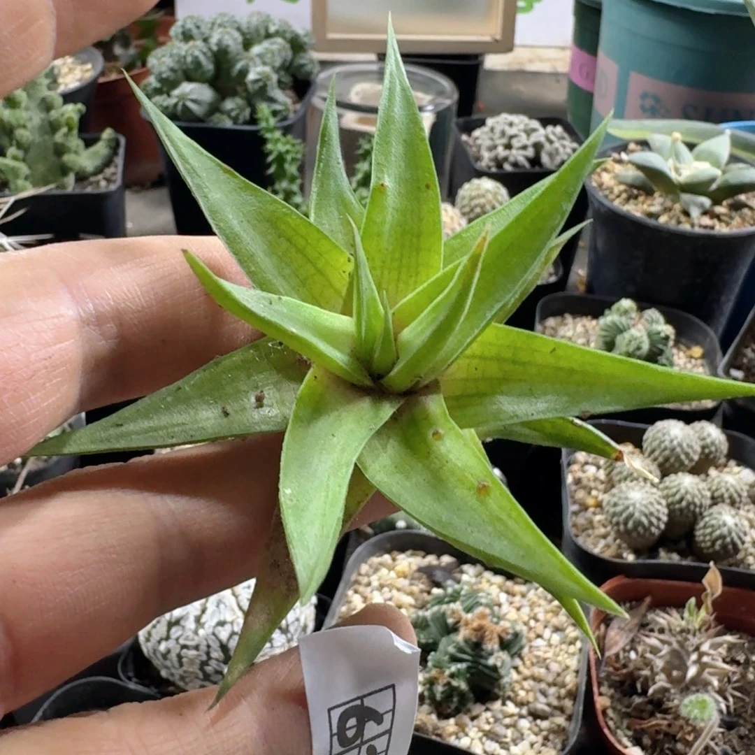 638风车脱土发货自根