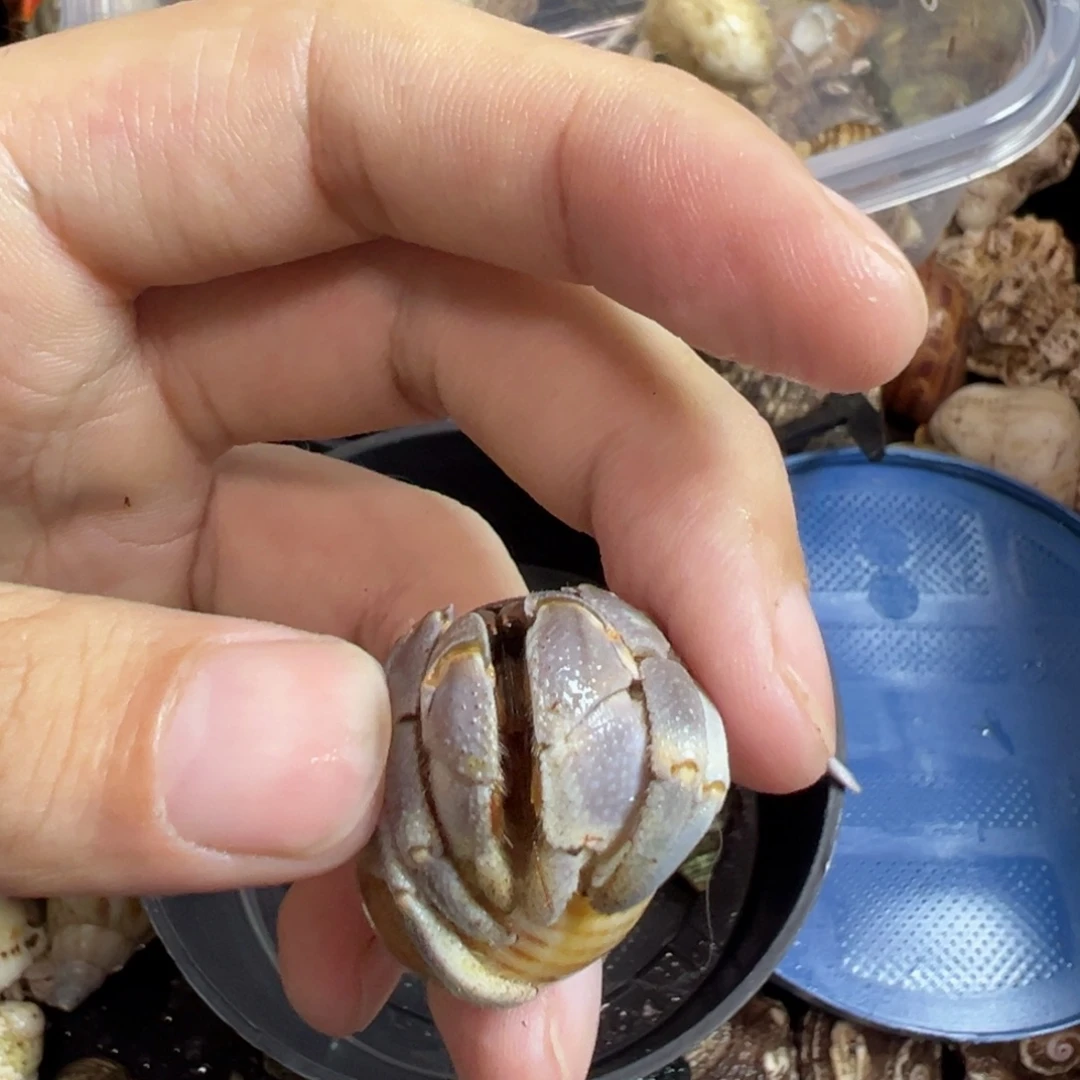 小胖球外岛寄居蟹