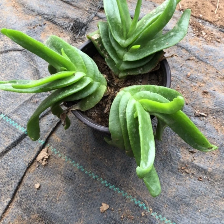 佛手托金一物一拍140