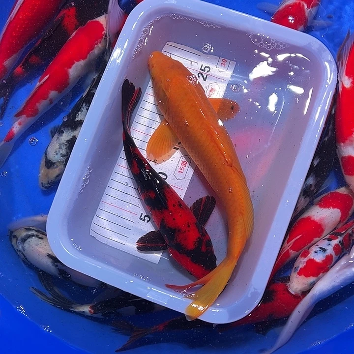 海水鱼锦鲤的繁殖方式