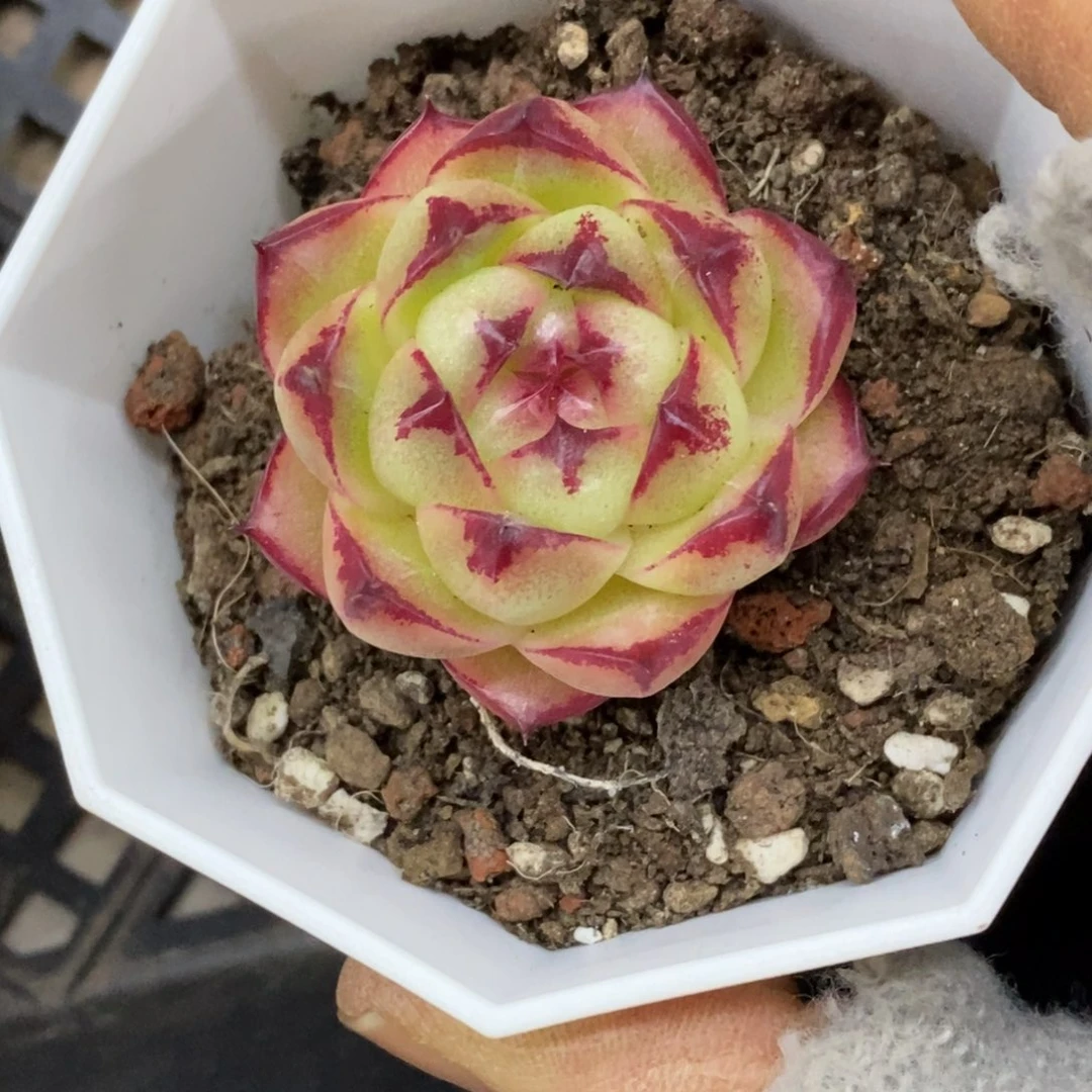 精品多肉一物一拍不包整492