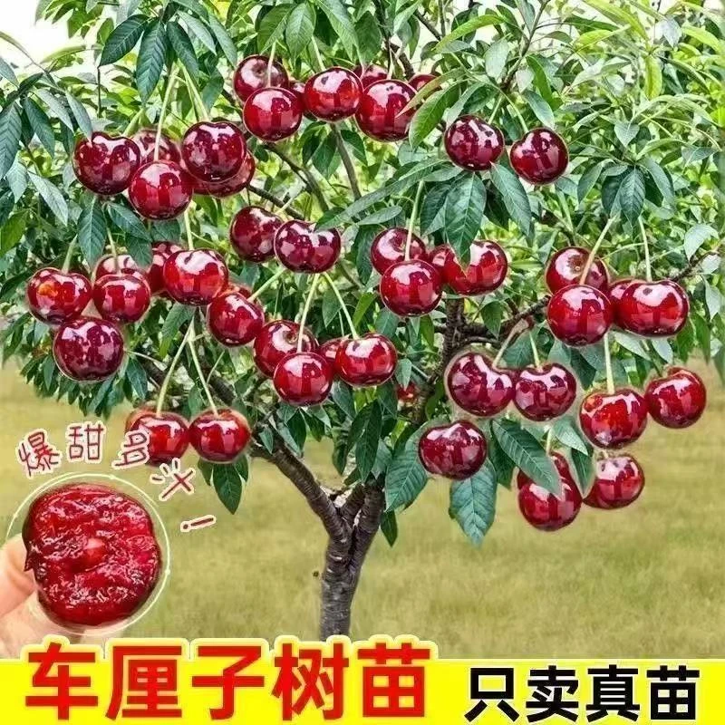 车厘子树苗耐寒樱桃树苖南北方种植阳台盆栽地栽正宗正品黑珍珠