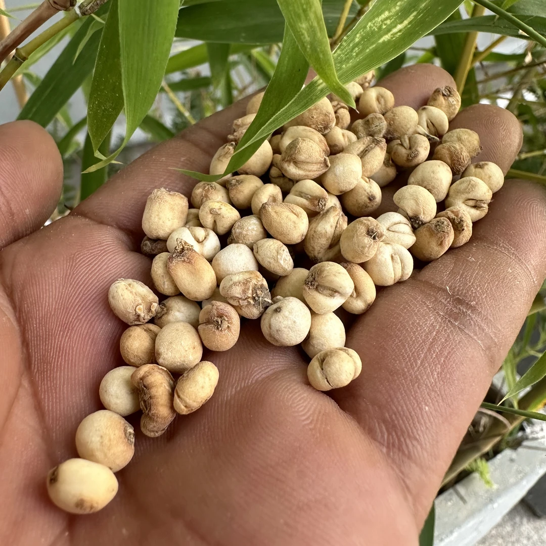 【前记精选】（精选干货A）高山贝母  100克