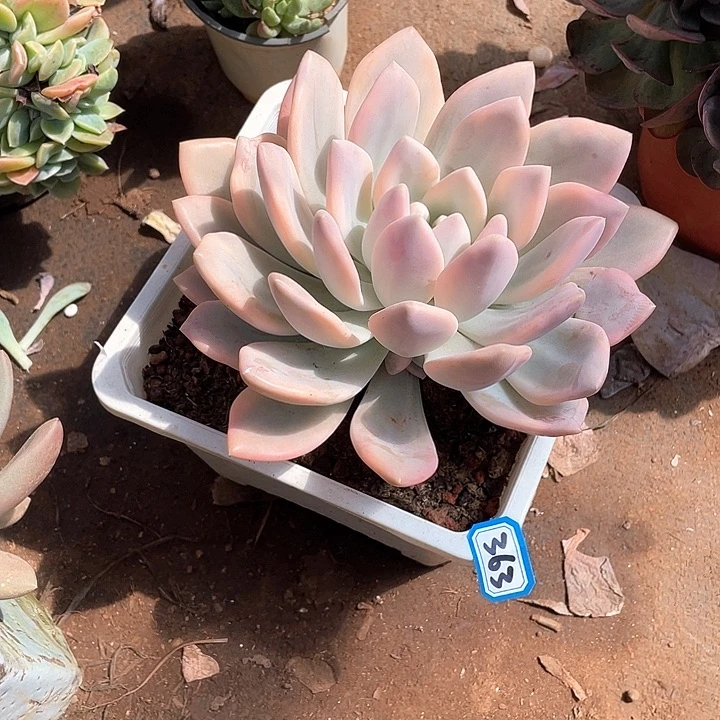 363奥普锦 一物一拍多肉