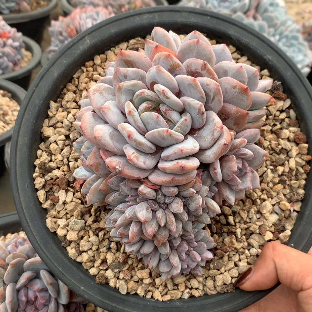 六头带缀花花花花