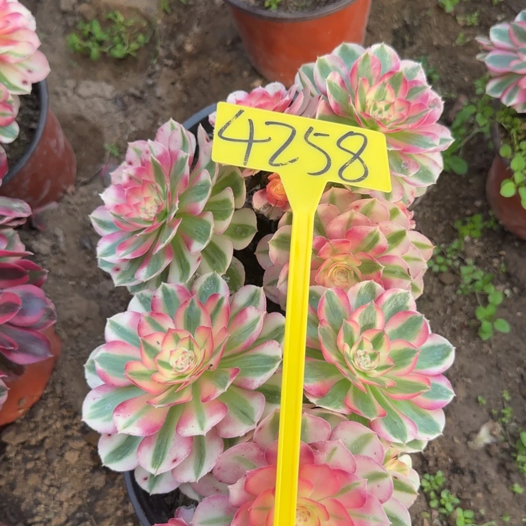 4258--倾城多头多肉