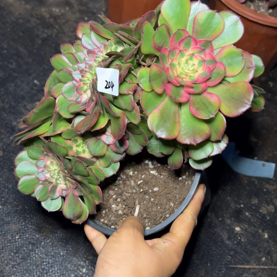 204荔枝缀多肉嘻嘻嘻