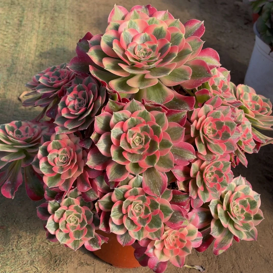 399七彩石精品法师多肉