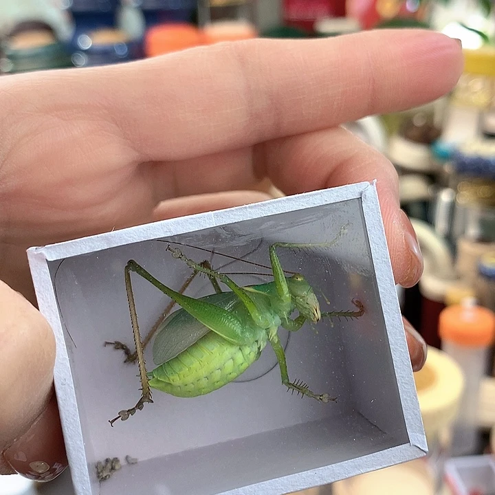 扎嘴小号啊啊啊啊啊