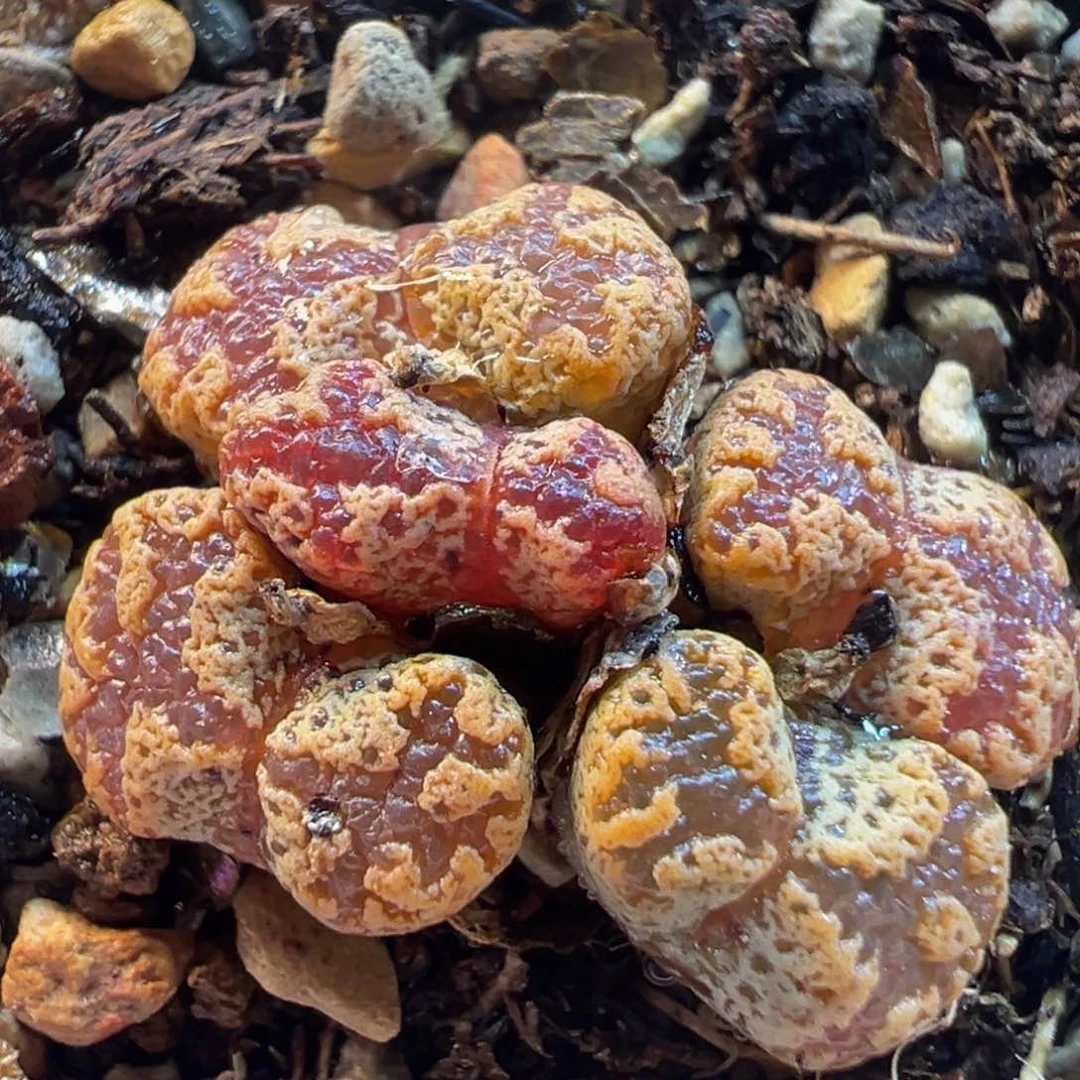 紫蝴蝶群5头多肉带盆