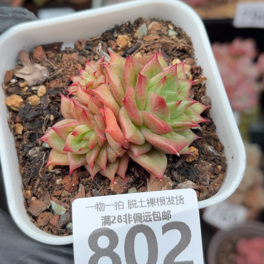 林肯玛利亚无盆土发货