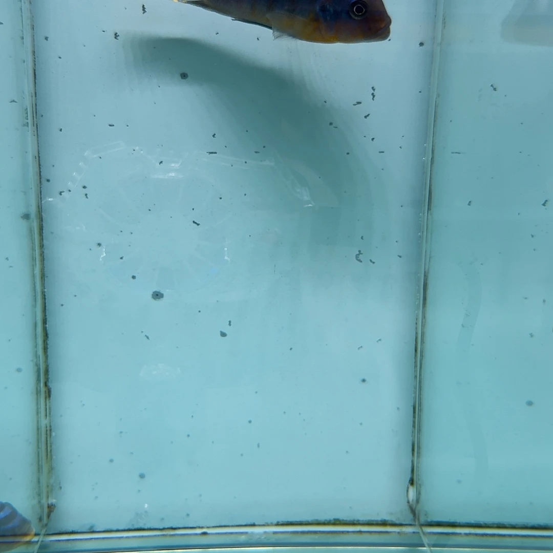 霓虹灯鱼野生红鸡费分1008