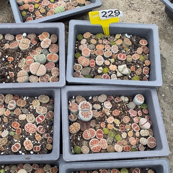 ꧁***꧂生石花小苗不带盆不带土229