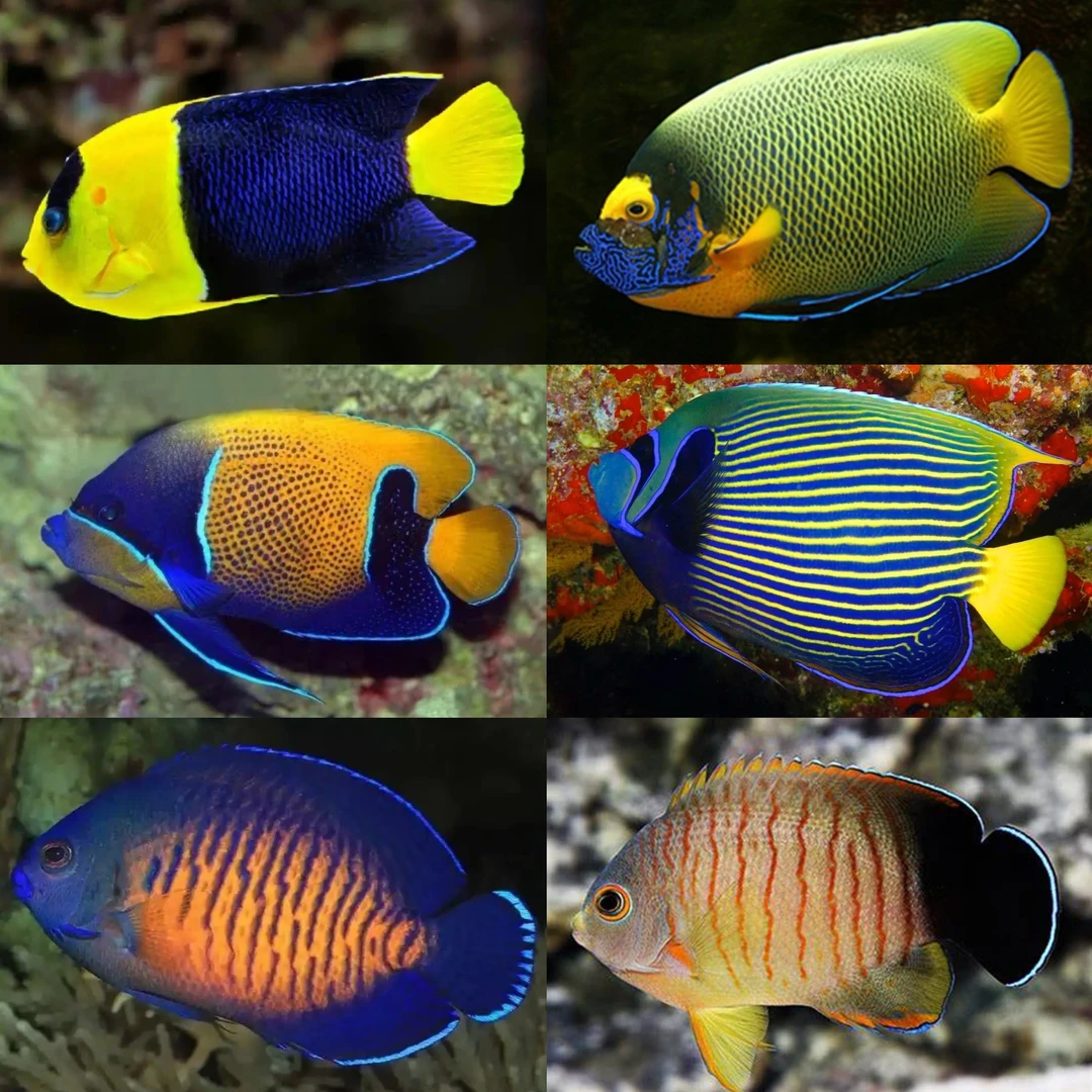 （仙类）海水鱼一物一拍，随时改价，石美人白尾蓝环蓝山电蓝嘴新娘