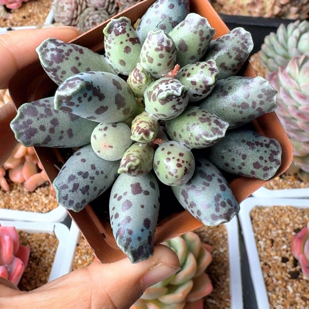 海豹水泡多肉（38包邮偏远地区128包邮