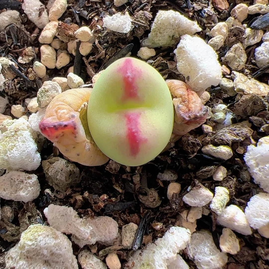 【闪购商品】47 桃杂