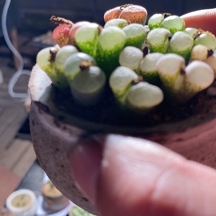 单头粉樱花风铃一颗。