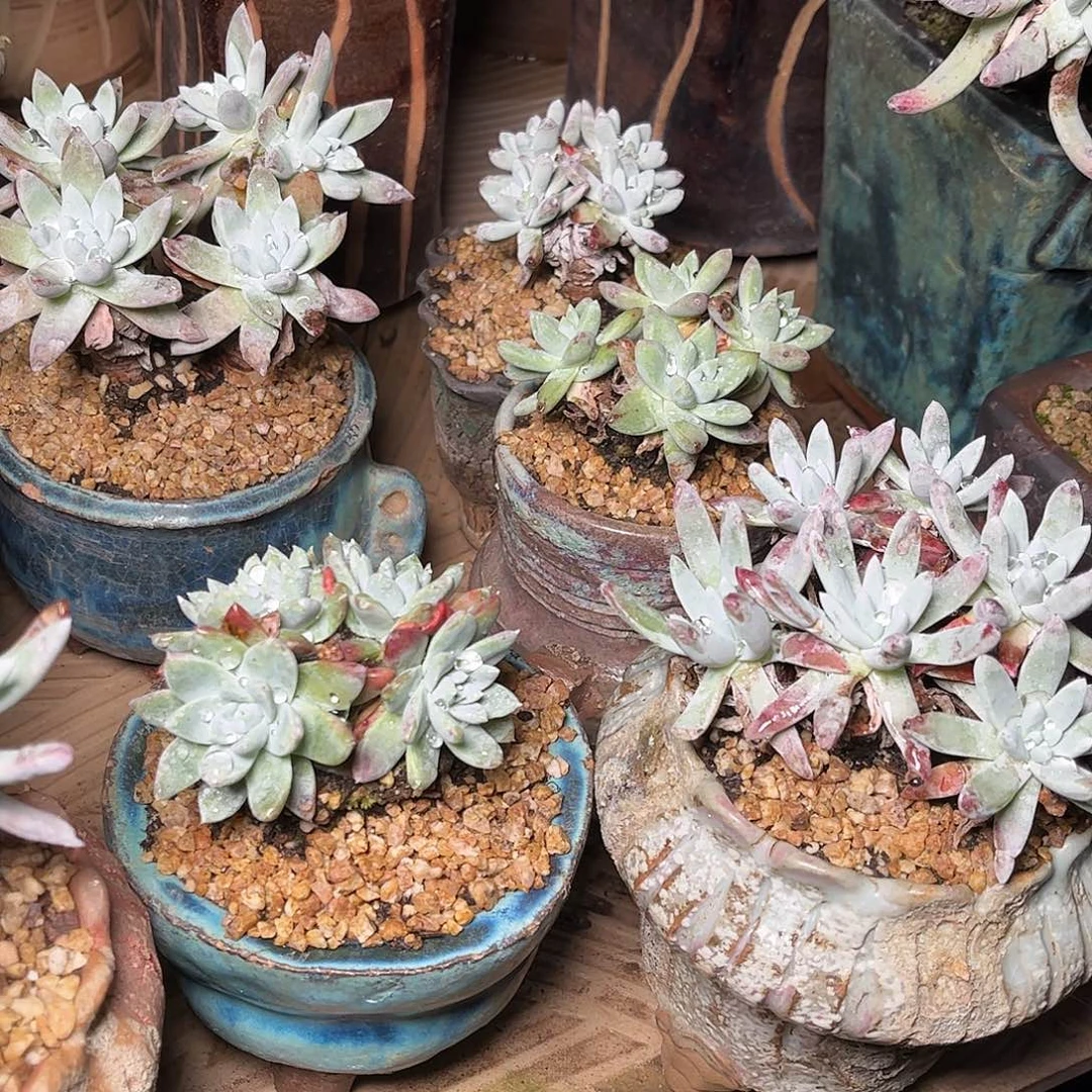 白菊杂交两盆随机发